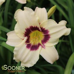 Hemerocallis x 'Pandora's Box'