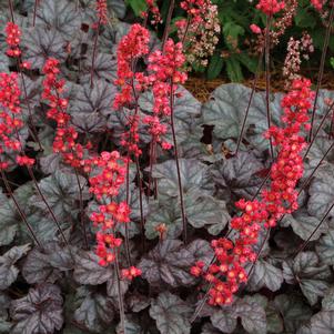 HOLLYWOOD CORAL BELLS