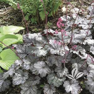 RASPBERRY ICE CORAL BELLS
