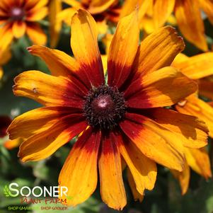 Rudbeckia hirta 'Autumn Colors'