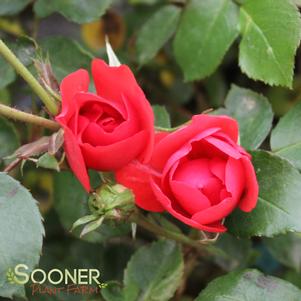 SEVILLANA® SHRUB ROSE