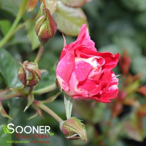 Rosa x 'WEKroalt'