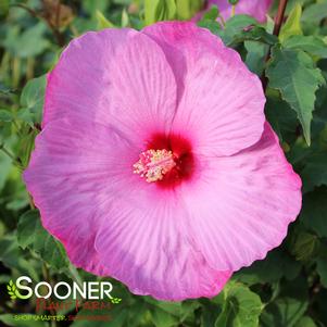 Hibiscus x moscheutos Dwarf Little Prince