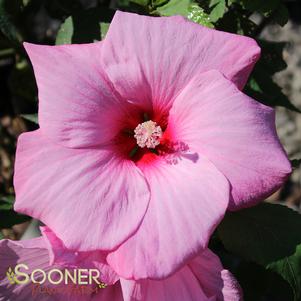 Hibiscus x moscheutos Dwarf Cherub