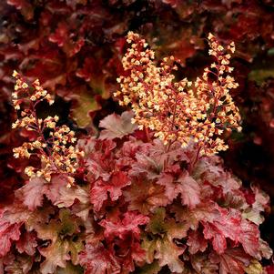 ROOT BEER CORAL BELLS