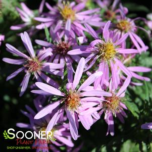 <em>Aster</em> WOOD'S PINK ASTER: 