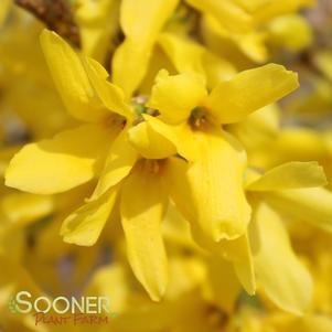 Forsythia x intermedia 'Spectabilis'