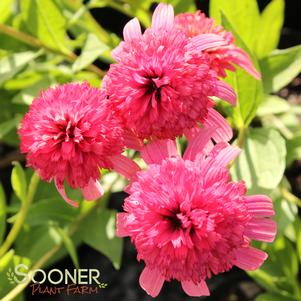 Echinacea x 'Secret Passion'