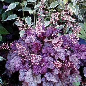 SHANGHAI CORAL BELLS