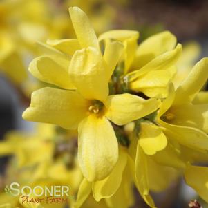 <em>Forsythia</em> SHOW OFF STARLET® FORSYTHIA: 