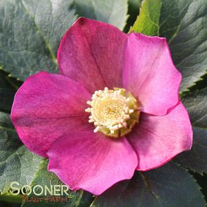 Helleborus hybridus 'Royal Heritage'