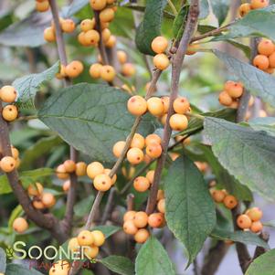 <em>Ilex</em> WINTER GOLD WINTERBERRY HOLLY: 