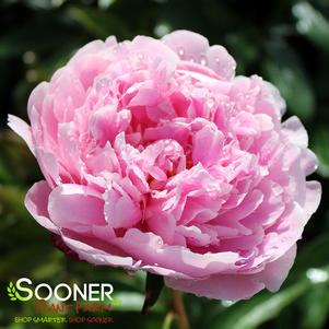 <em>Paeonia</em> SARAH BERNHARDT GARDEN PEONY: 