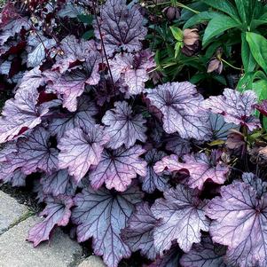 SPELLBOUND CORAL BELLS
