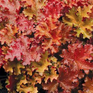 PEACH CRISP CORAL BELLS