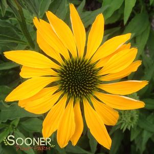 <em>Echinacea</em> LEILANI CONEFLOWER: 