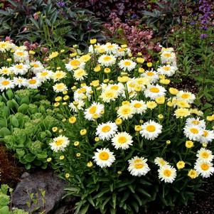 <em>Leucanthemum</em> BRIDAL BOUQUET SHASTA DAISY: 