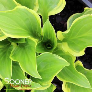 <em>Hosta</em> SO SWEET HOSTA: 