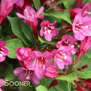 <em>Weigela</em> SONIC BLOOM® PINK WEIGELA: 