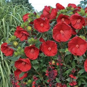 SUMMERIFIC® CRANBERRY CRUSH HARDY HIBISCUS