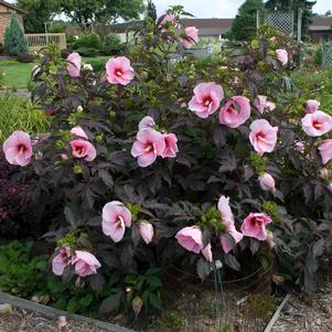 SUMMERIFIC® SUMMER STORM HARDY HIBISCUS