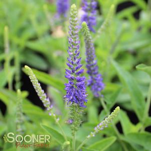 GOODNESS GROWS SPEEDWELL