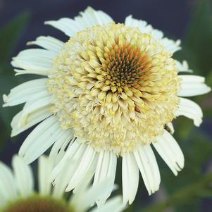 SECRET PRIDE CONEFLOWER