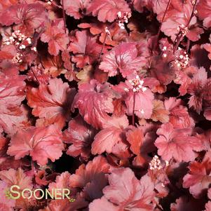 Heuchera x 'Fire Alarm'