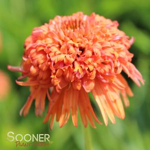 <em>Echinacea</em> COLORBURST ORANGE CONEFLOWER: 