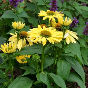 CHIQUITA CONEFLOWER