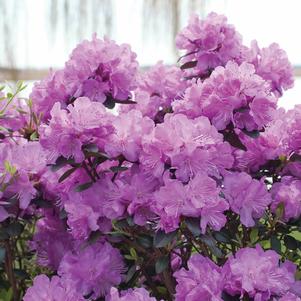 AMY COTTA RHODODENDRON