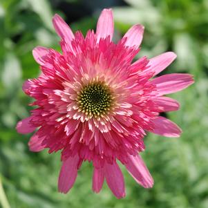 SOUTHERN BELLE CONEFLOWER