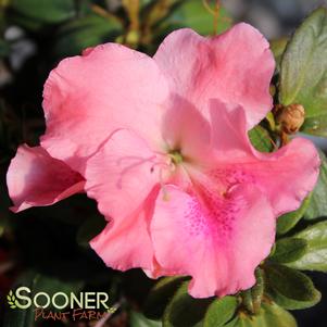 Rhododendron azalea x 'RLH1-1P0'
