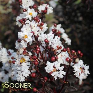 BLACK DIAMOND® PURE WHITE CRAPEMYRTLE
