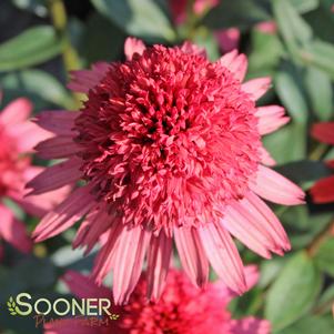 Echinacea x 'Supreme Flamingo'