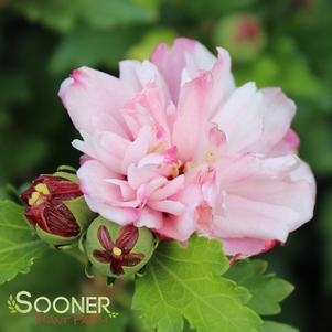 Hibiscus syriacus 'DS0PS'