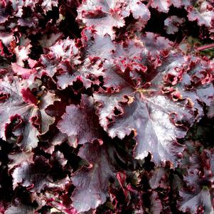 MIDNIGHT RUFFLES™ CORAL BELLS