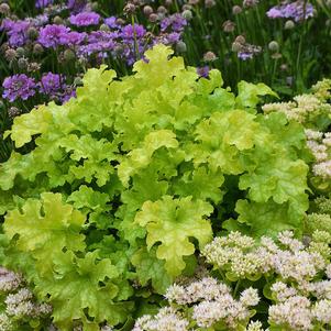 LIME RUFFLES™ CORAL BELLS