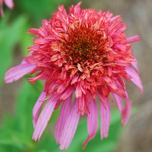 GUAVA ICE™ CONEFLOWER