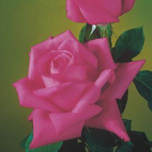 Rosa x 'Miss All-American Beauty'