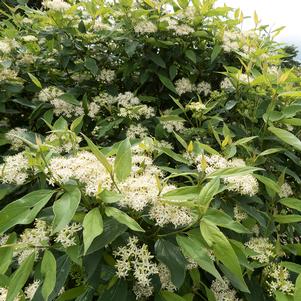 <em>Cornus</em> IRISH SETTER™ DOGWOOD: 