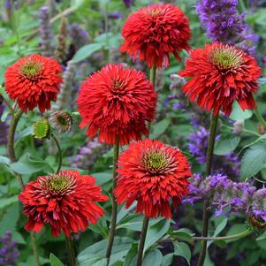 SECRET™ LOVE CONEFLOWER