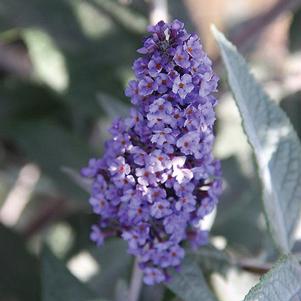 TRUE BLUE BUTTERFLY BUSH