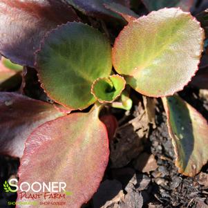 BRESSINGHAM RUBY BERGENIA