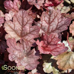 KIRA™ JERSEY CORAL BELLS