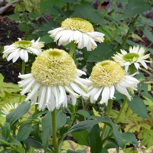 VANILLA CUPCAKE™ CONEFLOWER