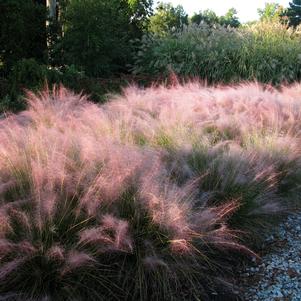 COASTAL MUHLY GRASS