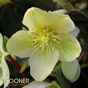 HONEYHILL JOY LENTEN ROSE