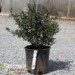 <em>Ilex</em> BLUE TWINS HOLLY: 