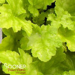 DOLCE® KEY LIME PIE CORAL BELLS